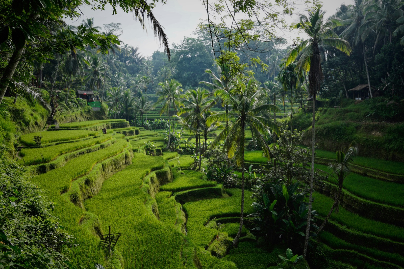 Küste und Reisterrassen auf Bali, Indonesien